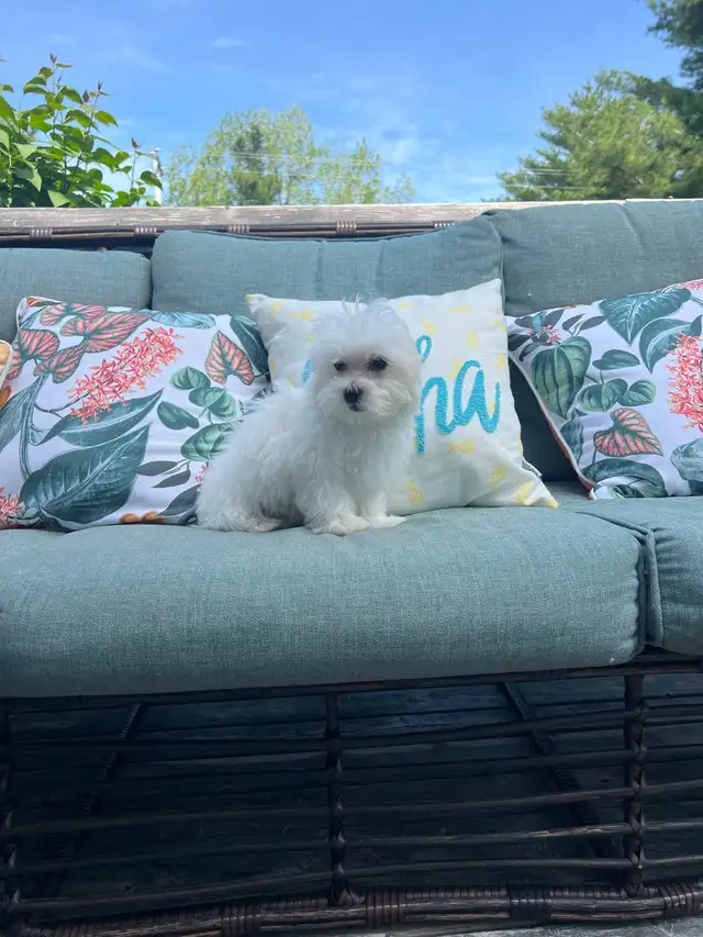 Maltipoo in Dogs & Puppies for Rehoming in Miramichi - Image 5