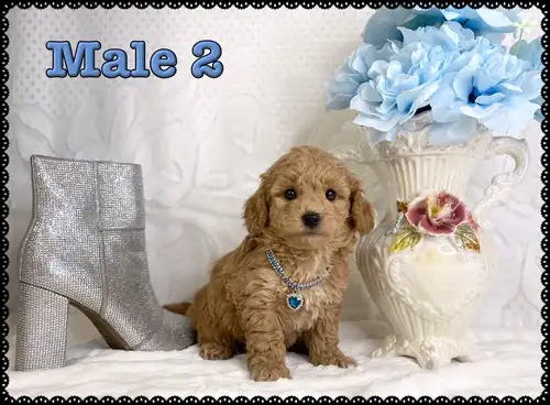 Mini-GoldenDoodle F1bb Puppies available to loving homes. These pups make excellent family companion...