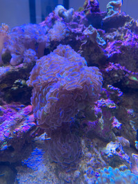 Saltwater reef corals