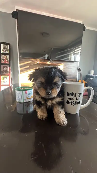 Yorkie - Pomeranian mixed puppies, View more