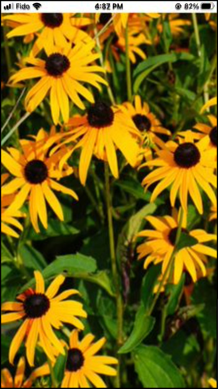 Black eye Susan seeds head’s yellow flowers in Plants, Fertilizer & Soil in Hamilton - Image 3