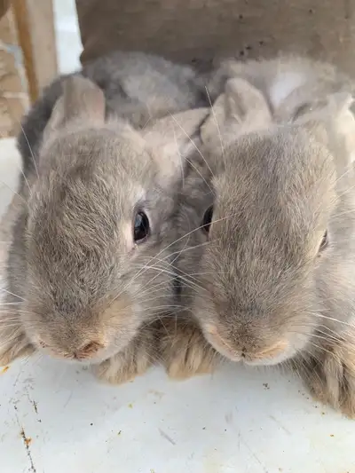 Baby Rabbits $25, View more
