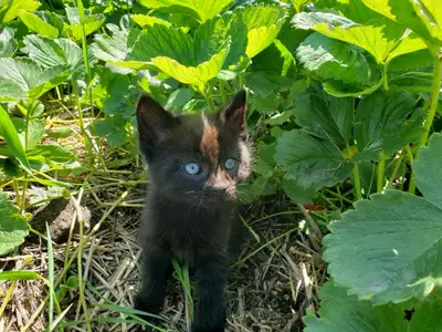 Kittens for sale , View more