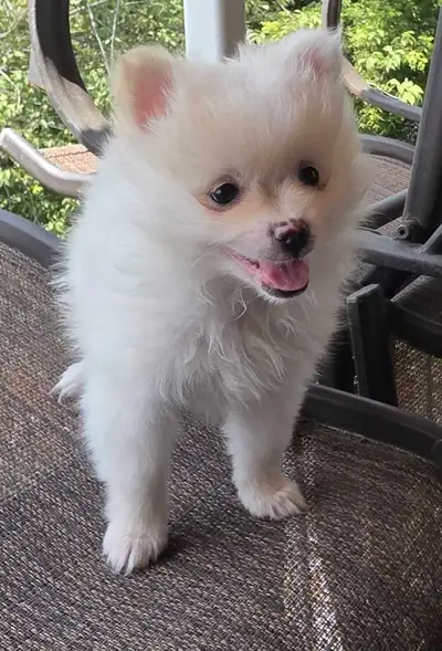 We have 1 male and 1 female beautiful, healthy Pomeranian puppies available! These little cuties are...