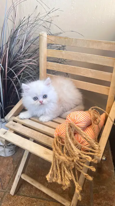  Golden Napoleon Minuet male kitten , View more