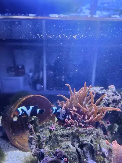 Fluval sea fish tank, View more