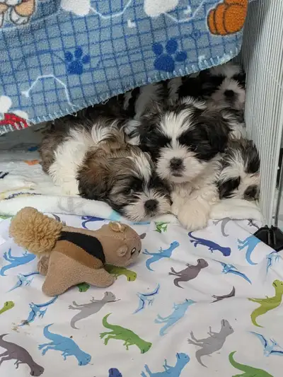 Shih-tzu Puppies, Happy and Home Raised, Available 15/02/2026, View more