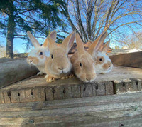 Rabbits for sale (born February 13)