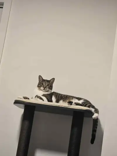 Bonjour, C'est avec une immense tristesse que je dois me séparé de ma belle Leslie âgée de 1 ans et...
