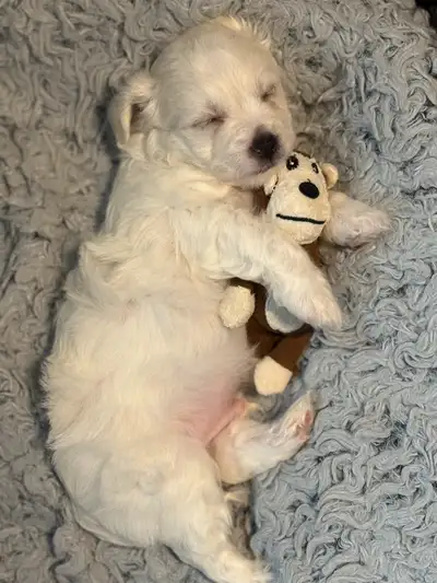 Morkie /Chi Chon Puppies, View more