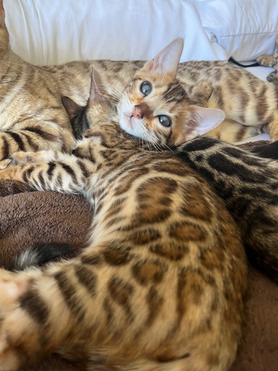 TOP QUALITY SHOW BENGALS! READY FOR MOTHERS DAY ONLY 2 LEFT ! 