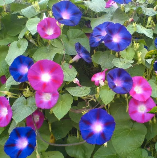 Morning glory vine seeds, mix purple and pink mostly purple in Plants, Fertilizer & Soil in Regina - Image 2
