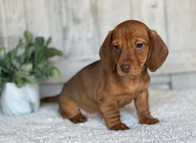 Dachshunds! ONLY ONE LEFT! in Dogs & Puppies for Rehoming in Nipawin - Image 2