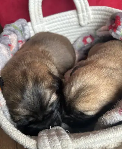 Golden retriever X black lab puppies, View more