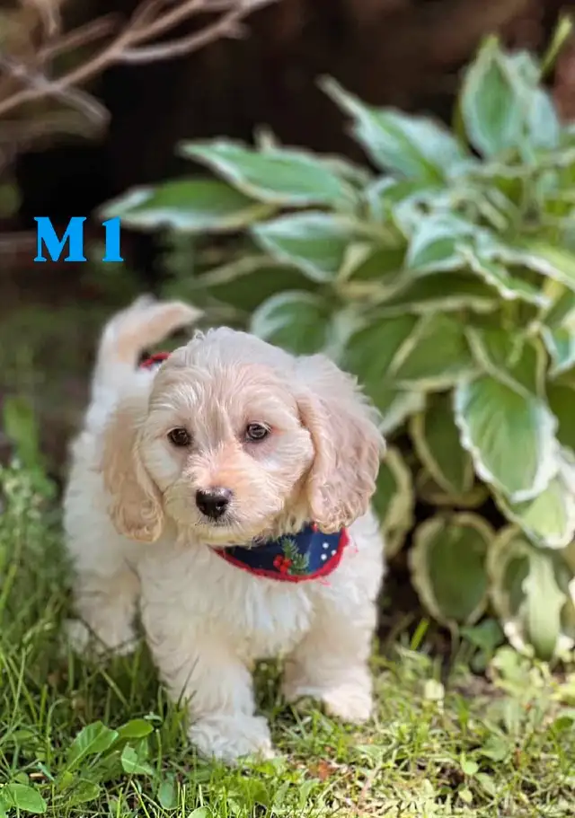 Cream Mini Cockapoos (1 Boy left ) in Dogs & Puppies for Rehoming in Ottawa - Image 2