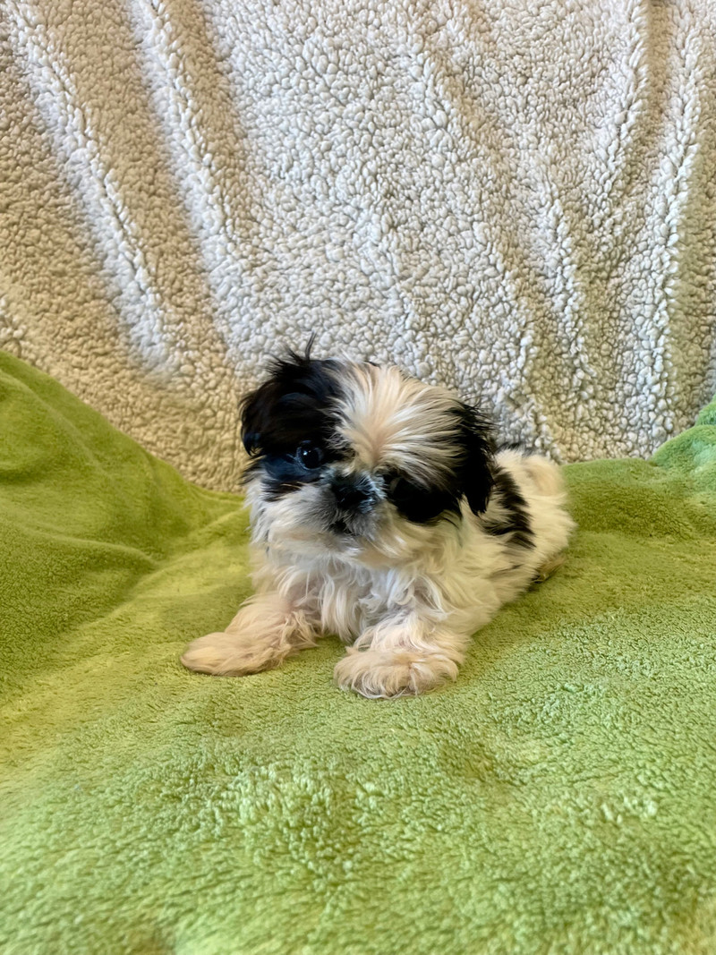 Shih tzu puppies Dogs & Puppies for Rehoming Delta/Surrey/Langley