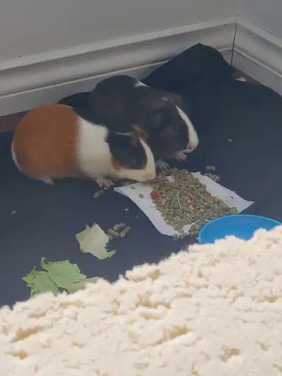two awsome guinea pigs for sale!, View more