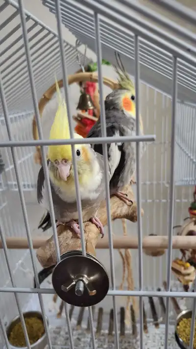 cockatiel pair breeding pair proven, View more