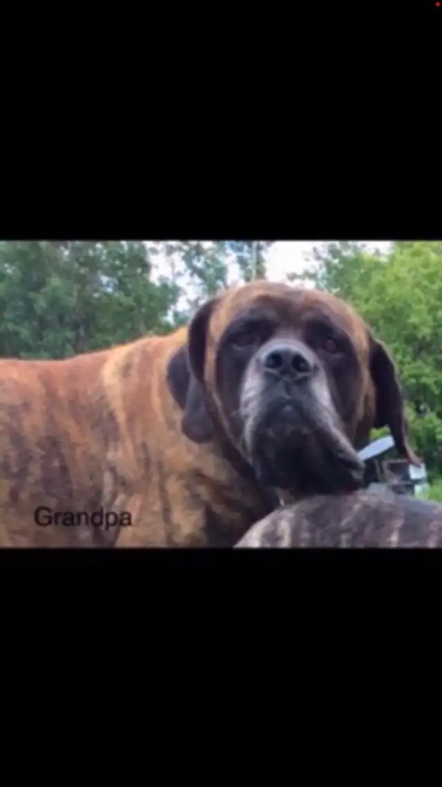 English mastiff puppies ready to go!! in Dogs & Puppies for Rehoming in Edmonton - Image 2