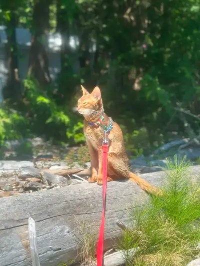 Abyssinian, View more