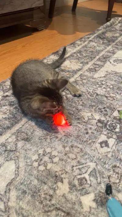 2 month old kitten for sale, View more