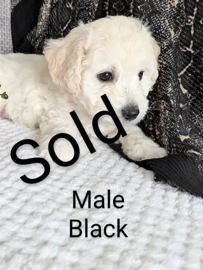 Our little Bichon gave birth to 8 wonderful puppies. They are eight weeks old and growing nicely. On...