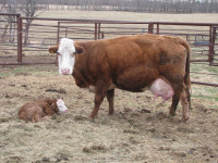 RWF Cow with 2 Calves