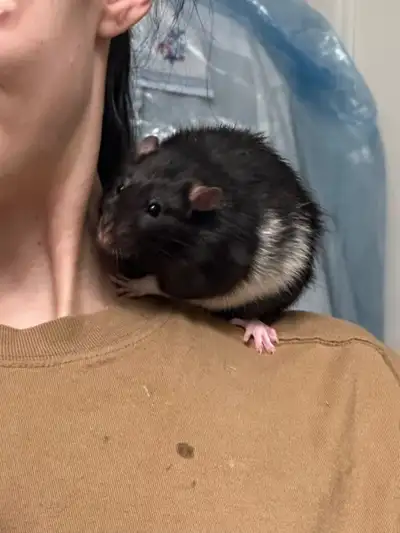 Young rats Jarod and Justin need attentive home, View more