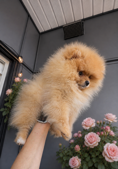 ❤️ "Teddy Bear" Pomeranian Puppy, View more