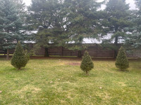 Spruce trees - dig your own - $10 per foot