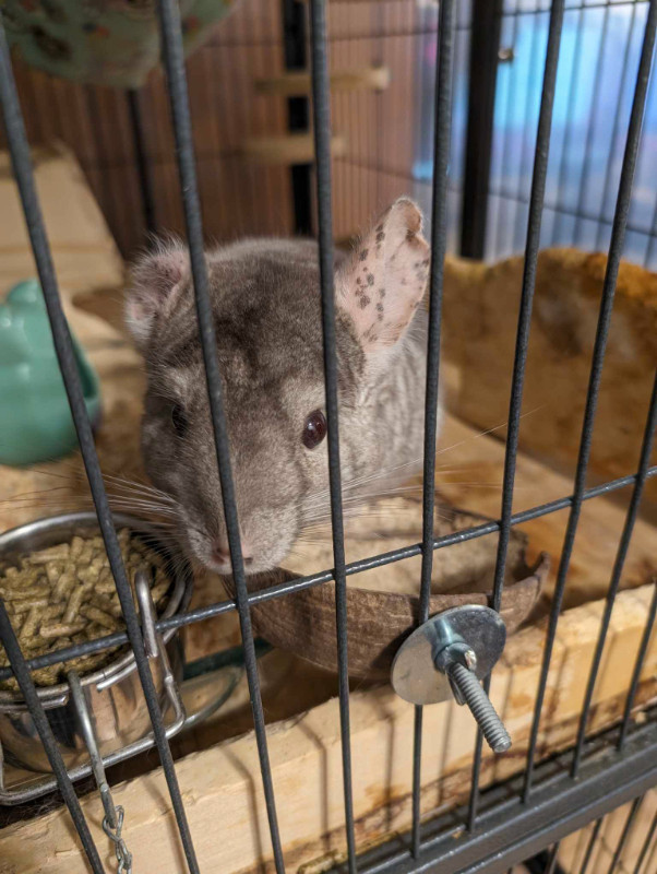 Chinchilla à vendre dans Petits animaux à adopter  à Laval/Rive Nord - Image 2