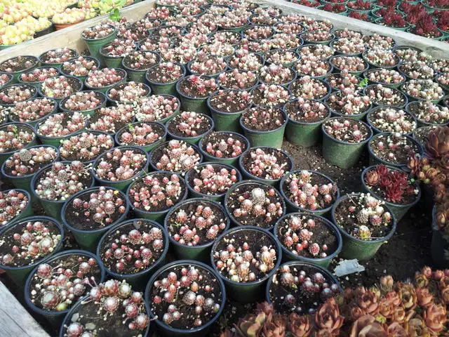 Succulents For Sale $3.5062864360553218122