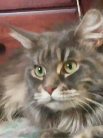 Female Main Coon Cat For Sale