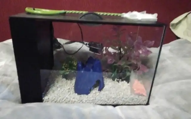 Many small aquariums for sale price in description. in Fish for Rehoming in Saint John - Image 6