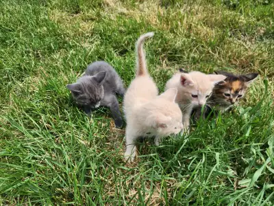 Farm kittens ready for their new home, View more