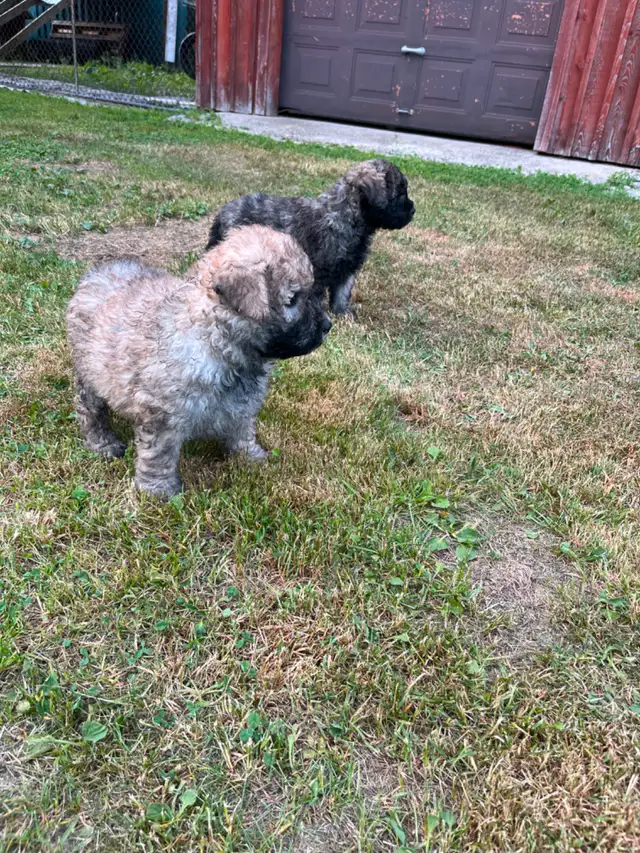 Chiots Bouvier des Flandres in Dogs & Puppies for Rehoming in Drummondville - Image 7
