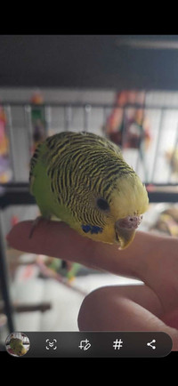 Very needy 8 month old budgie