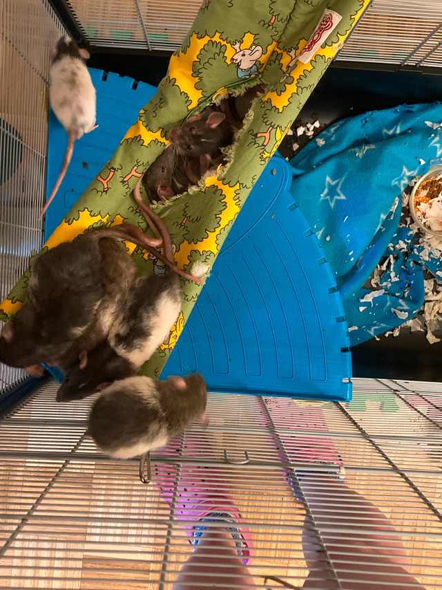 Bébés rats dumbos 6 semaines à donner contre bons soins dans Petits animaux à adopter  à Ville de Montréal - Image 3