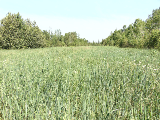 Terre  Agricole a Louer (Pas a vendre) dans Terrains à vendre  à Lac-Saint-Jean - Image 2