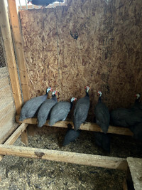 Guinea hens