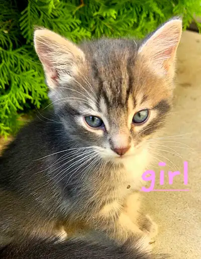 Cinnamon swirl grey female kitten with green/blue eyes, View more