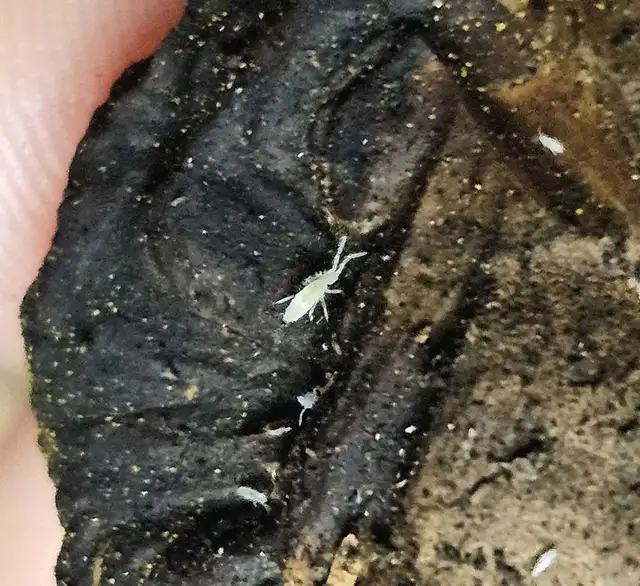 Tropic White Springtails! in Reptiles & Amphibians for Rehoming in London - Image 3