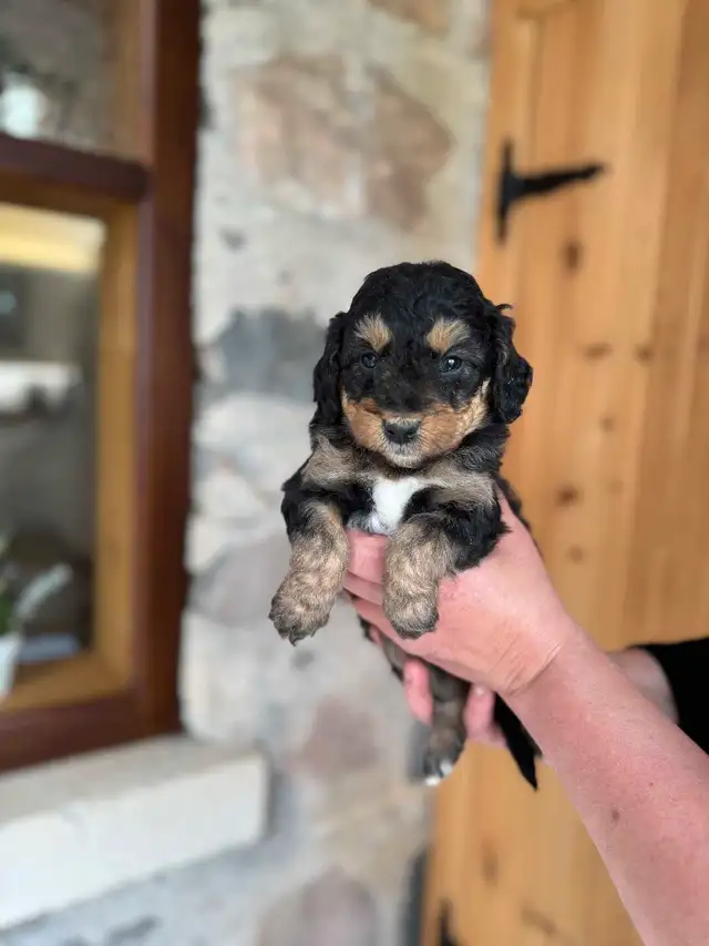 Outstanding F2 Mini Bernedoodle Puppies in Dogs & Puppies for Rehoming in Markham / York Region - Image 9