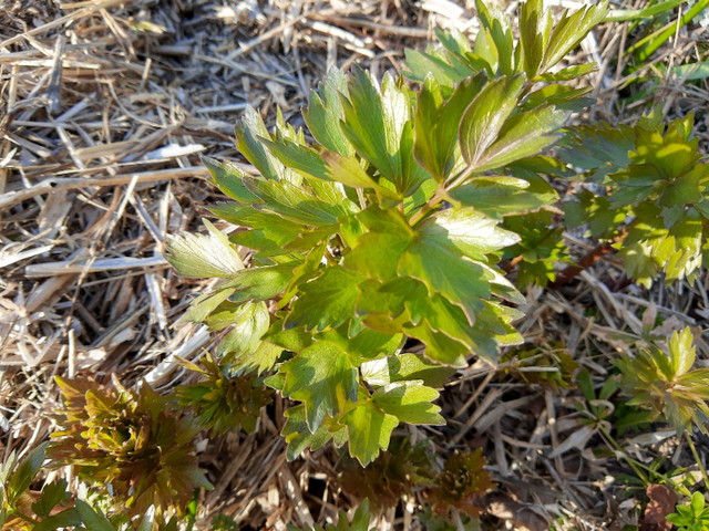 Lovage (maggi) plant. in Plants, Fertilizer & Soil in Mississauga / Peel Region