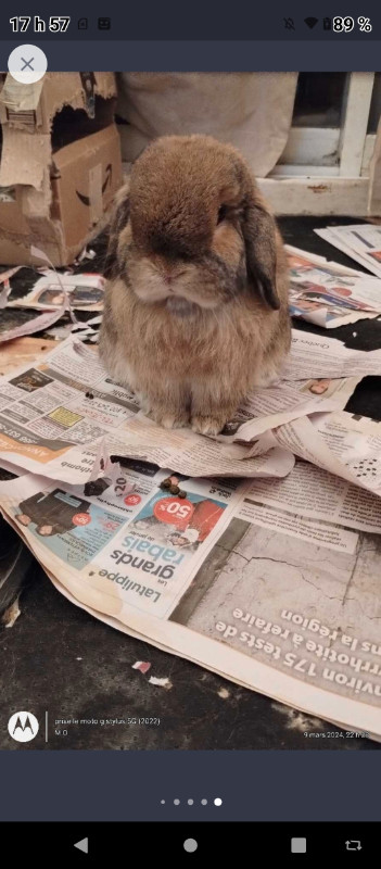 couple lapin belier dans Petits animaux à adopter  à Trois-Rivières