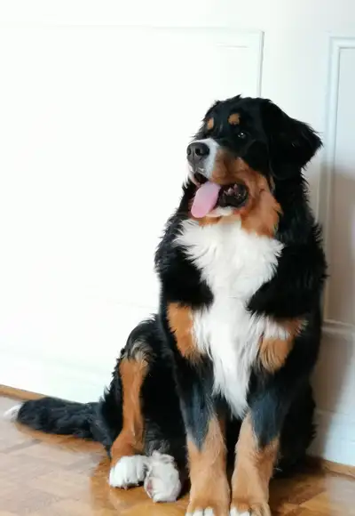 Bernese montain dog to adopt