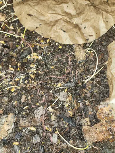 high quality homemade Worm Castings. Made from red wriggler worms that are fed a high quality diet a...