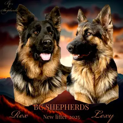 Genetically health tested German shepherd puppies coming soon! Our next planned litter is expected J...