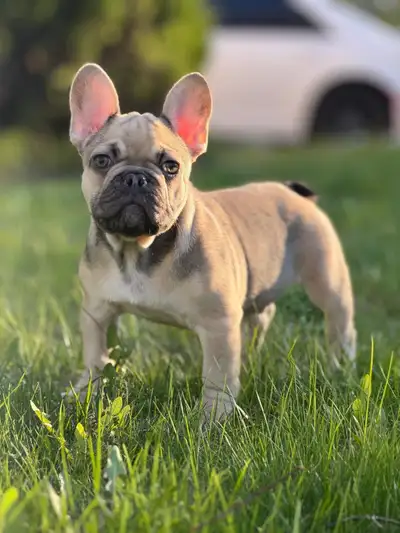  EXOTIC FRENCH BULLDOGS FOR SALE, View more