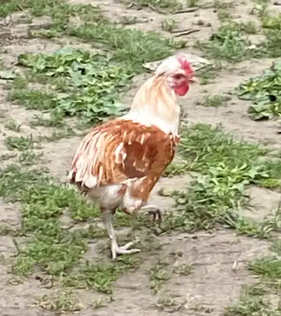 Friendly Tail less rooster., View more